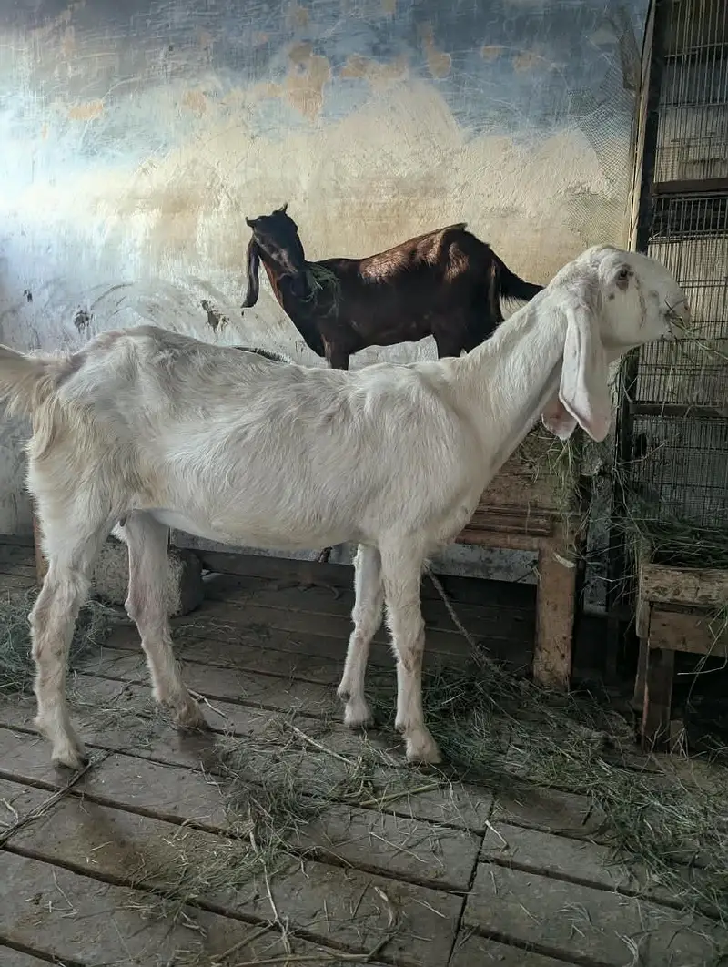 rajunpur bakri — photo 3