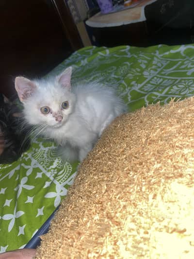 White Persian baby