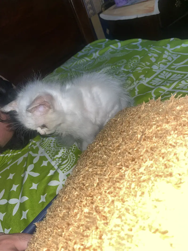 White Persian baby — photo 2