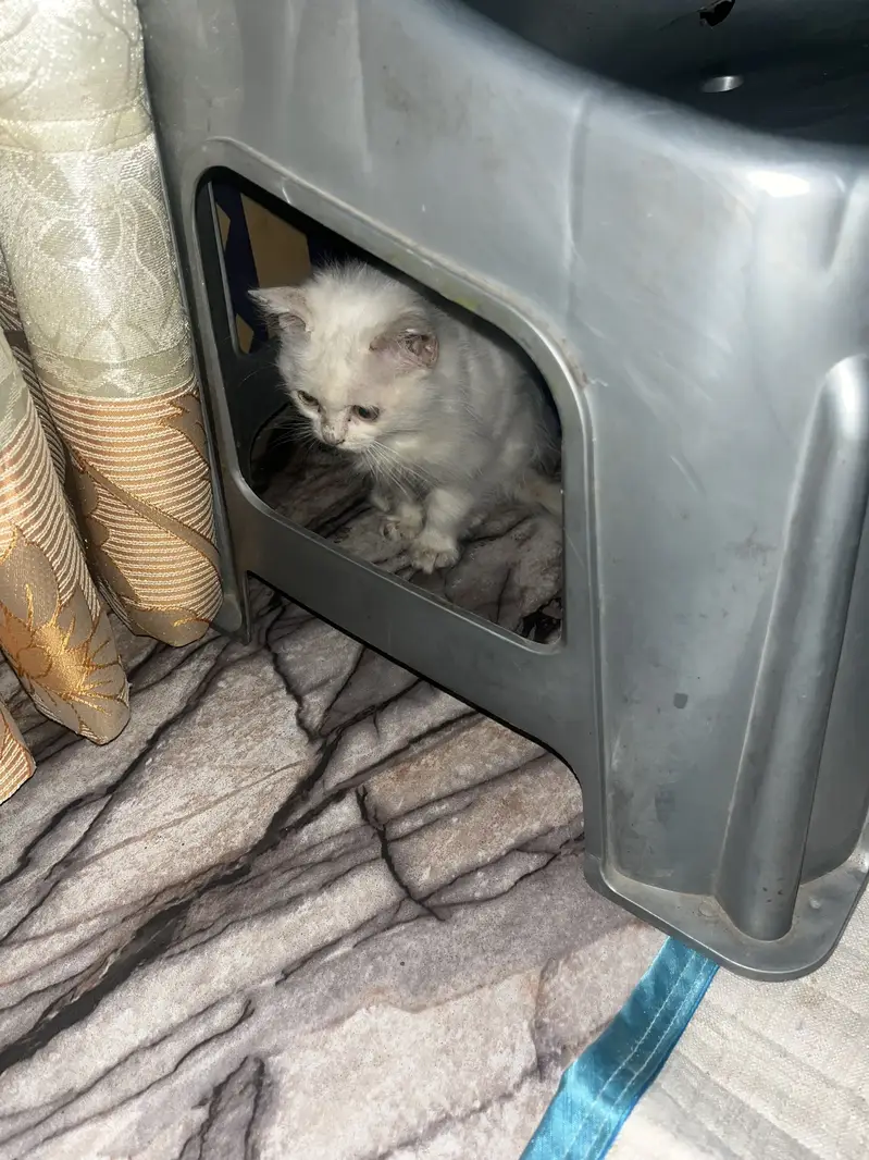 White Persian baby — photo 3