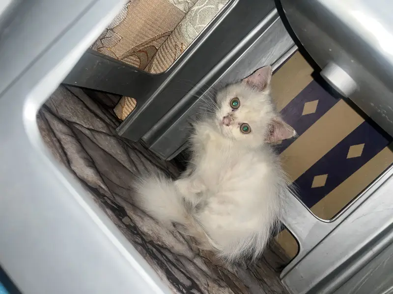 White Persian baby — photo 4