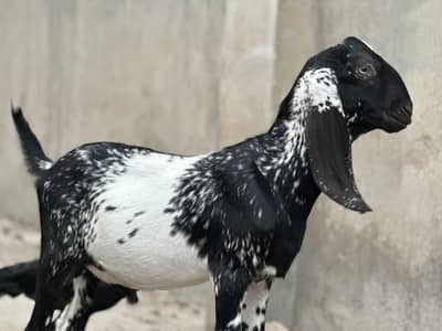 Makhi cheena male 2.5 month age