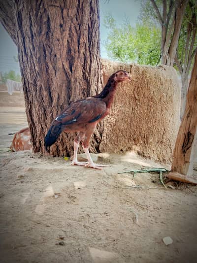 Bahot hi Khobsurat madi Hai pure mianwalian Aseel hai