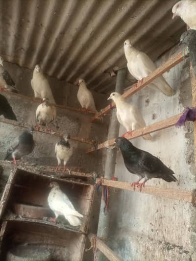 kbli tabotar hai achi nasal wale hai tym ni hai jbi sale kra ho