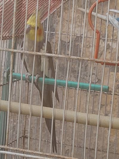 Cocktail and Bugie Parrot