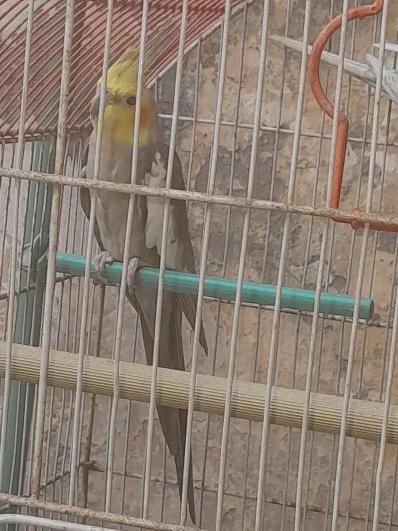 Cocktail and Bugie Parrot — photo 2