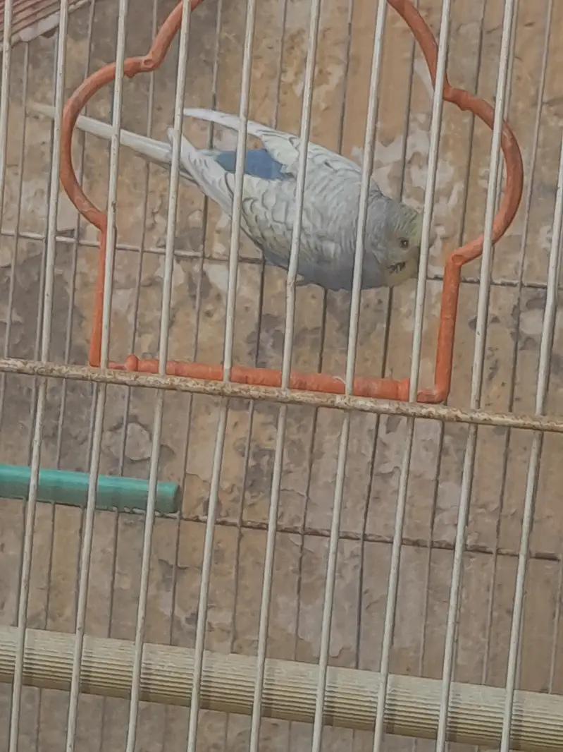Cocktail and Bugie Parrot — photo 3