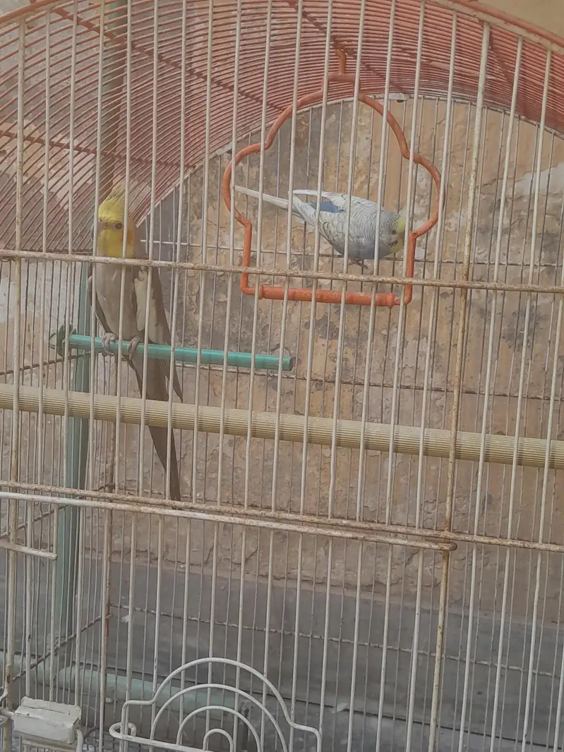 Cocktail and Bugie Parrot — photo 4