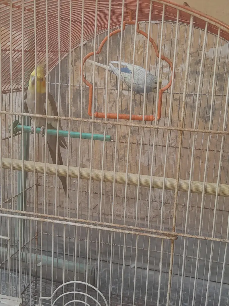 Cocktail and Bugie Parrot — photo 5