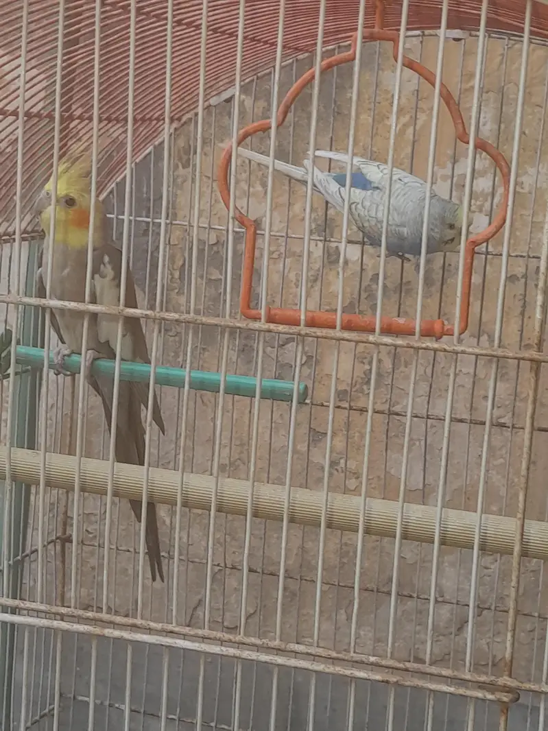 Cocktail and Bugie Parrot — photo 6