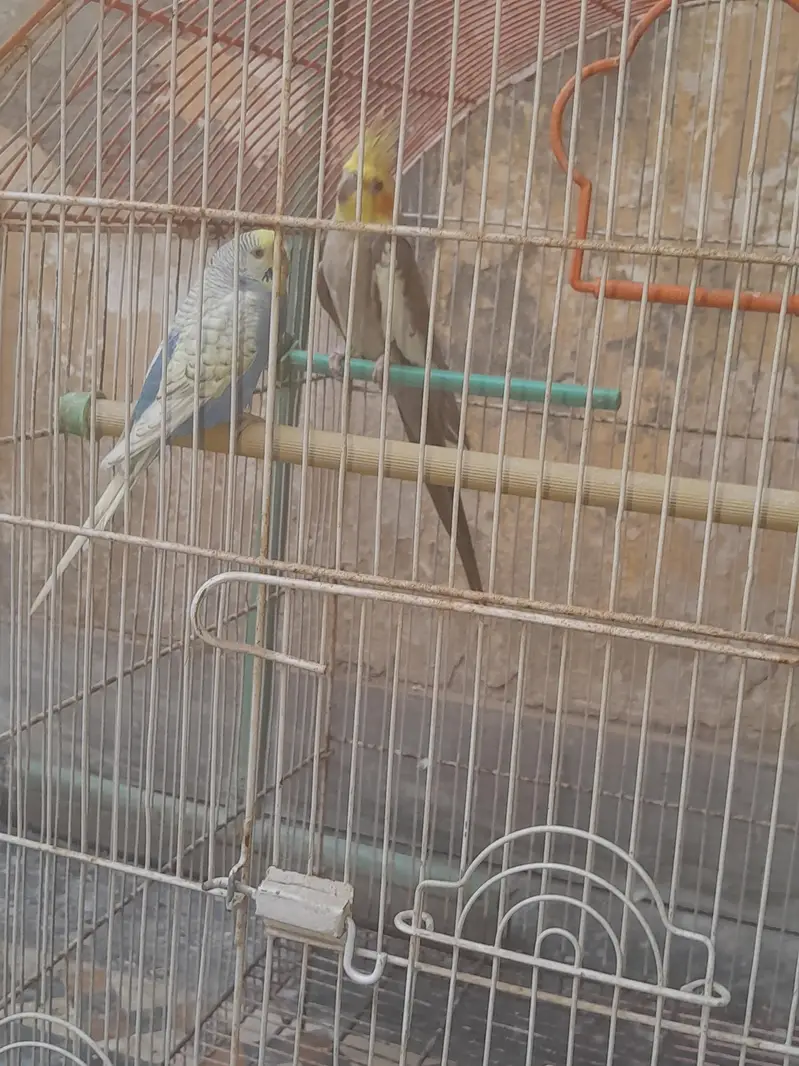 Cocktail and Bugie Parrot — photo 7