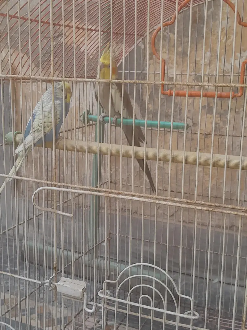 Cocktail and Bugie Parrot — photo 8