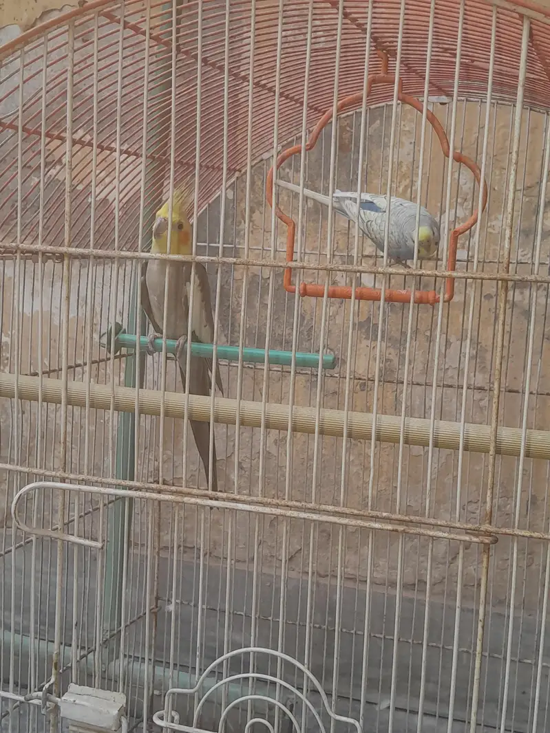 Cocktail and Bugie Parrot — photo 9