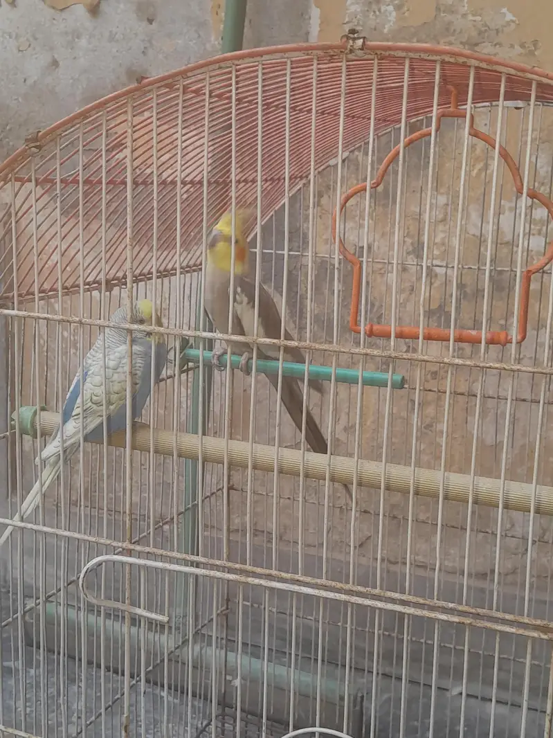 Cocktail and Bugie Parrot — photo 10