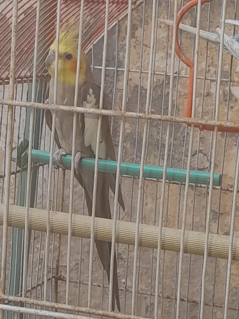 Cocktail and Bugie Parrot — photo 11