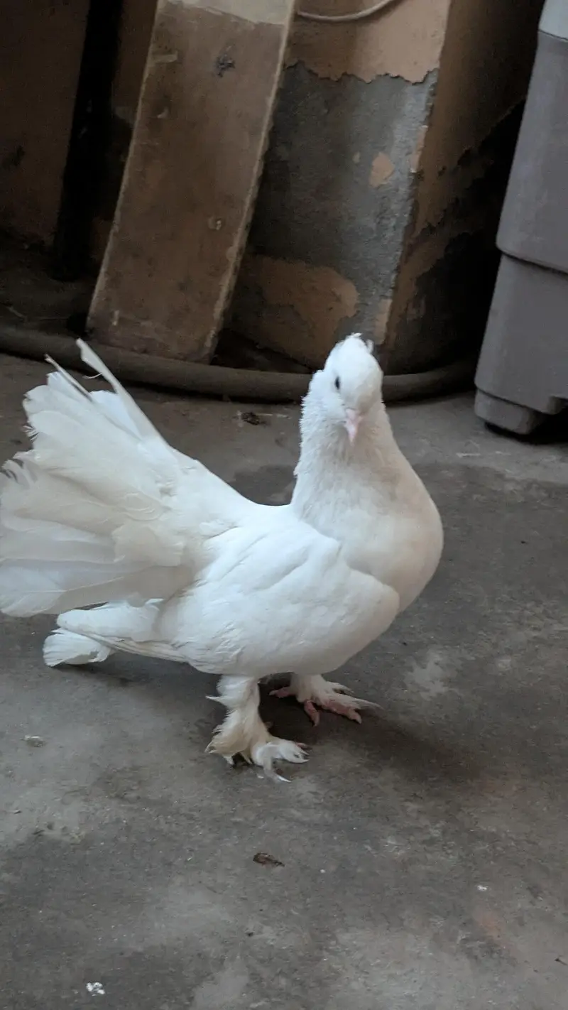 Mere Ghar Ke Khubsurat Laka Kabootar * — photo 2