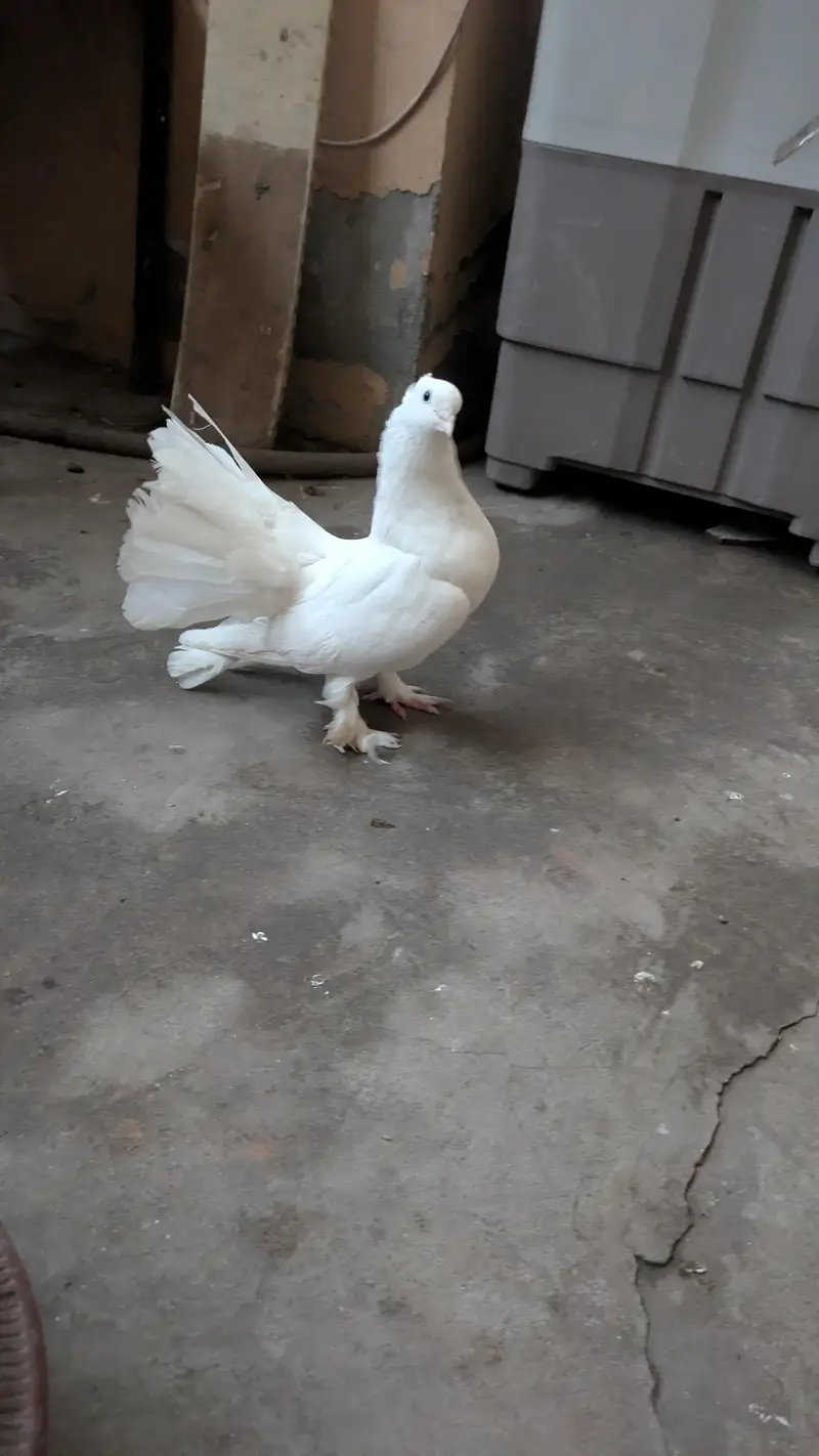 Mere Ghar Ke Khubsurat Laka Kabootar * — photo 3