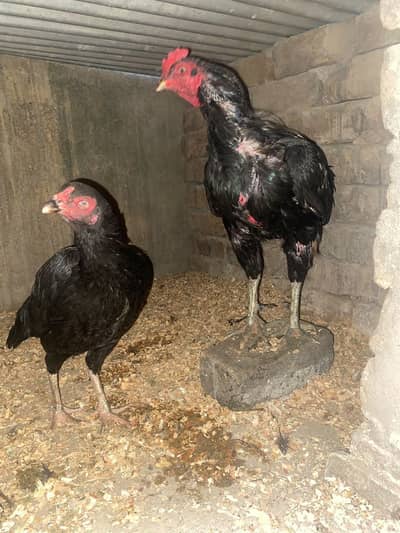 Aseel muskha pair