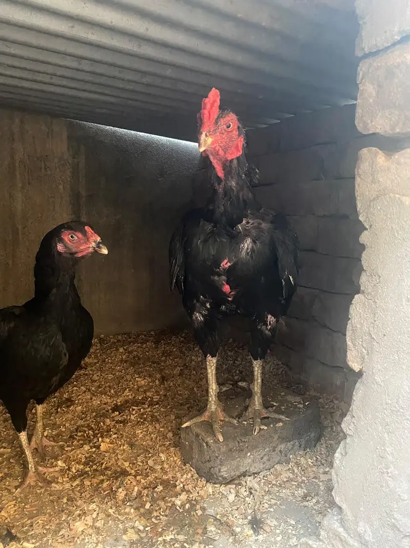 Aseel muskha pair — photo 3