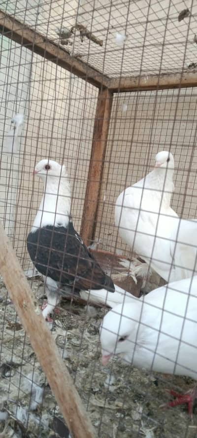 pigeons