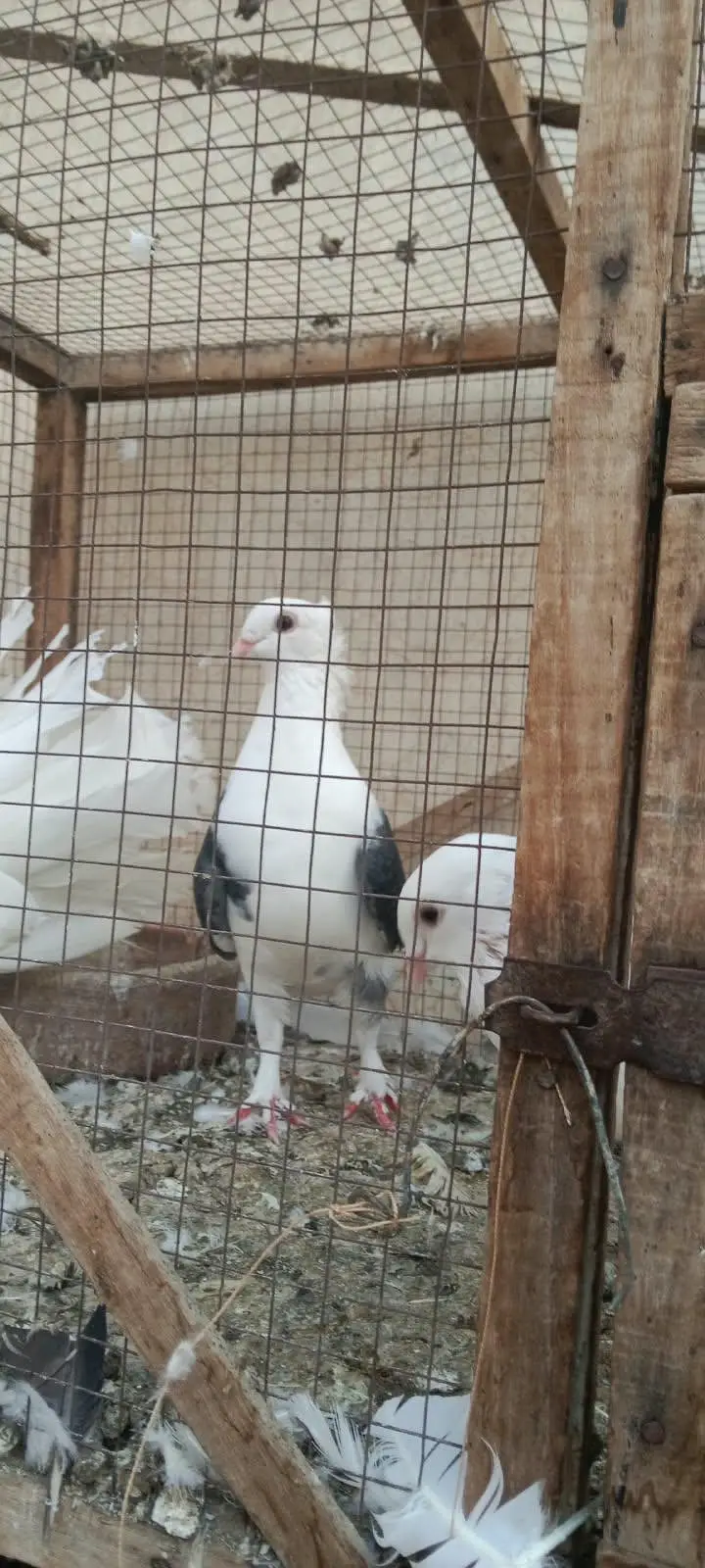 pigeons — photo 2