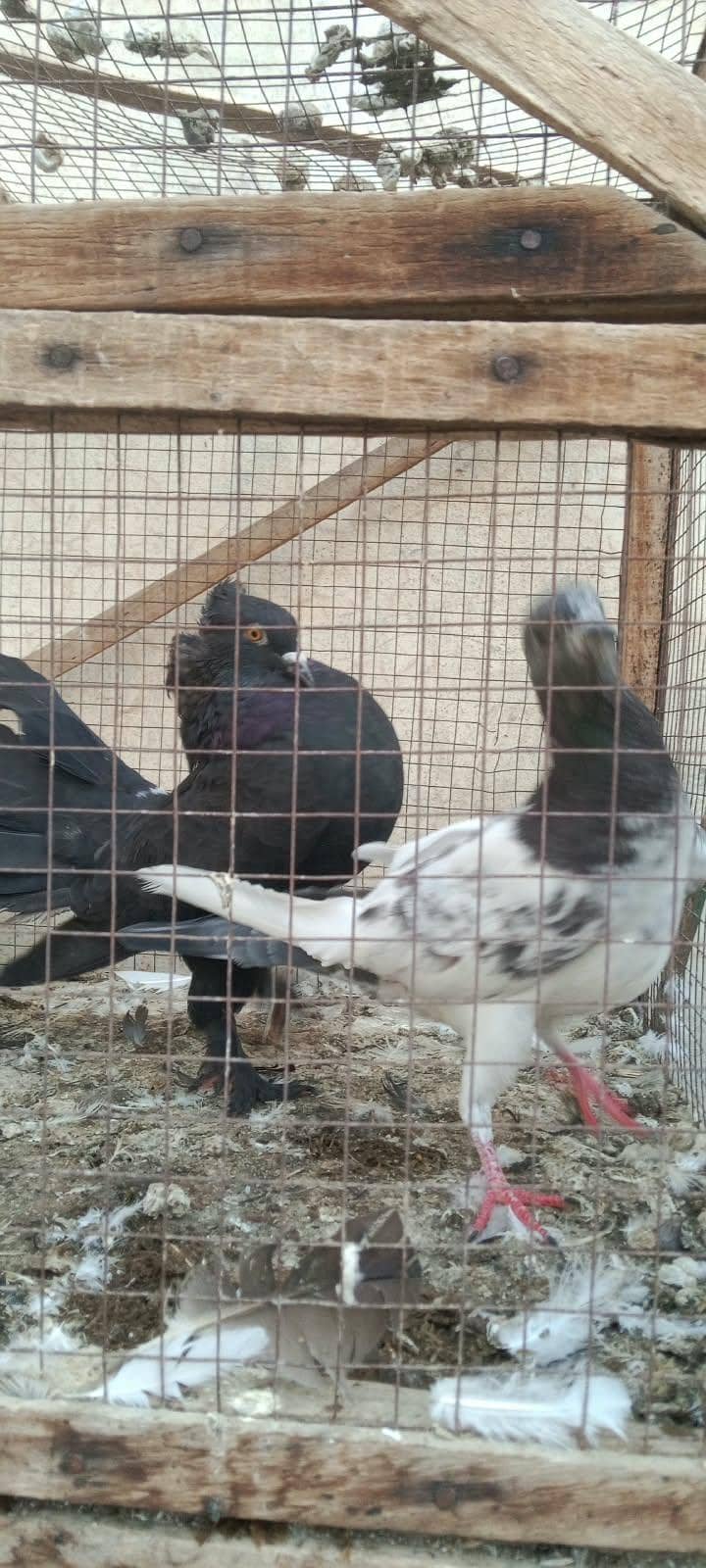 pigeons 2