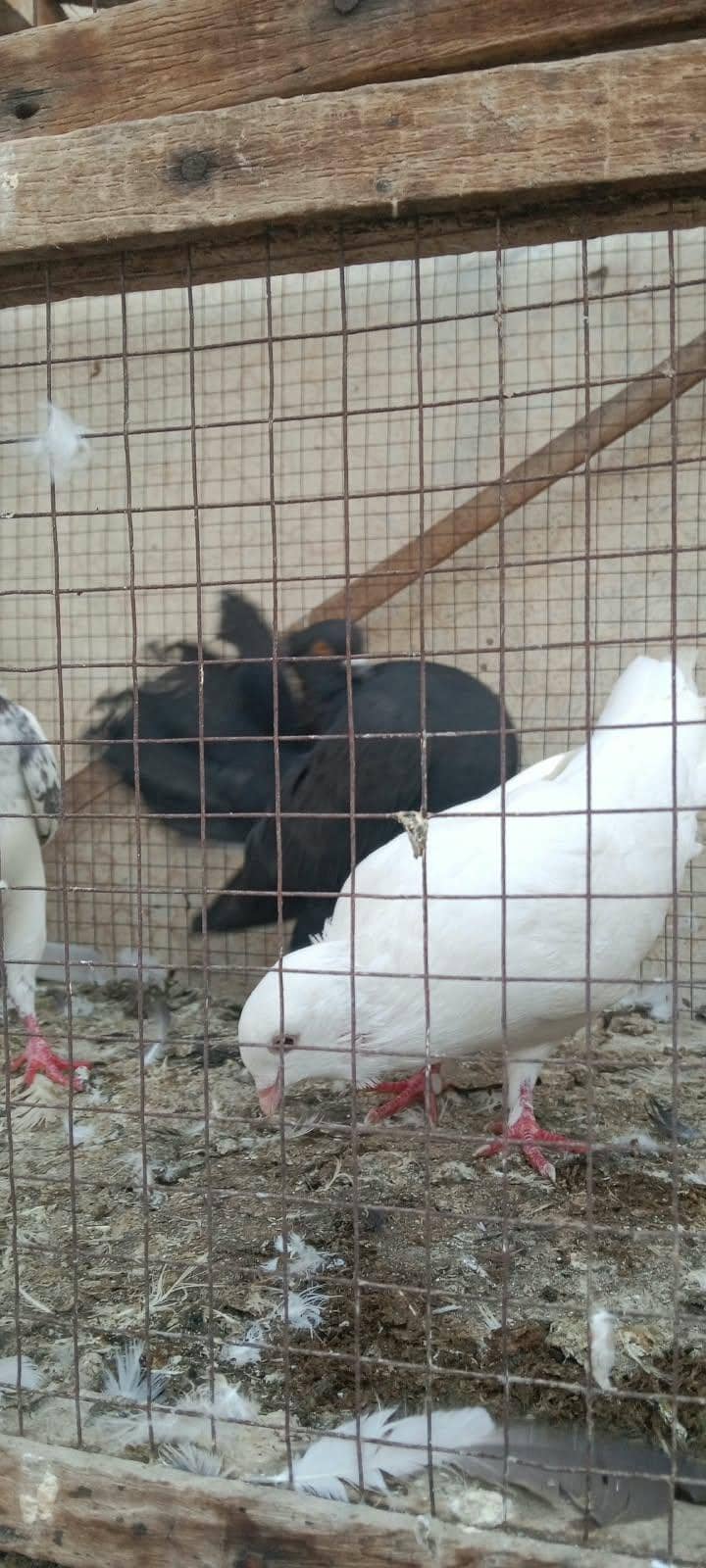 pigeons 3