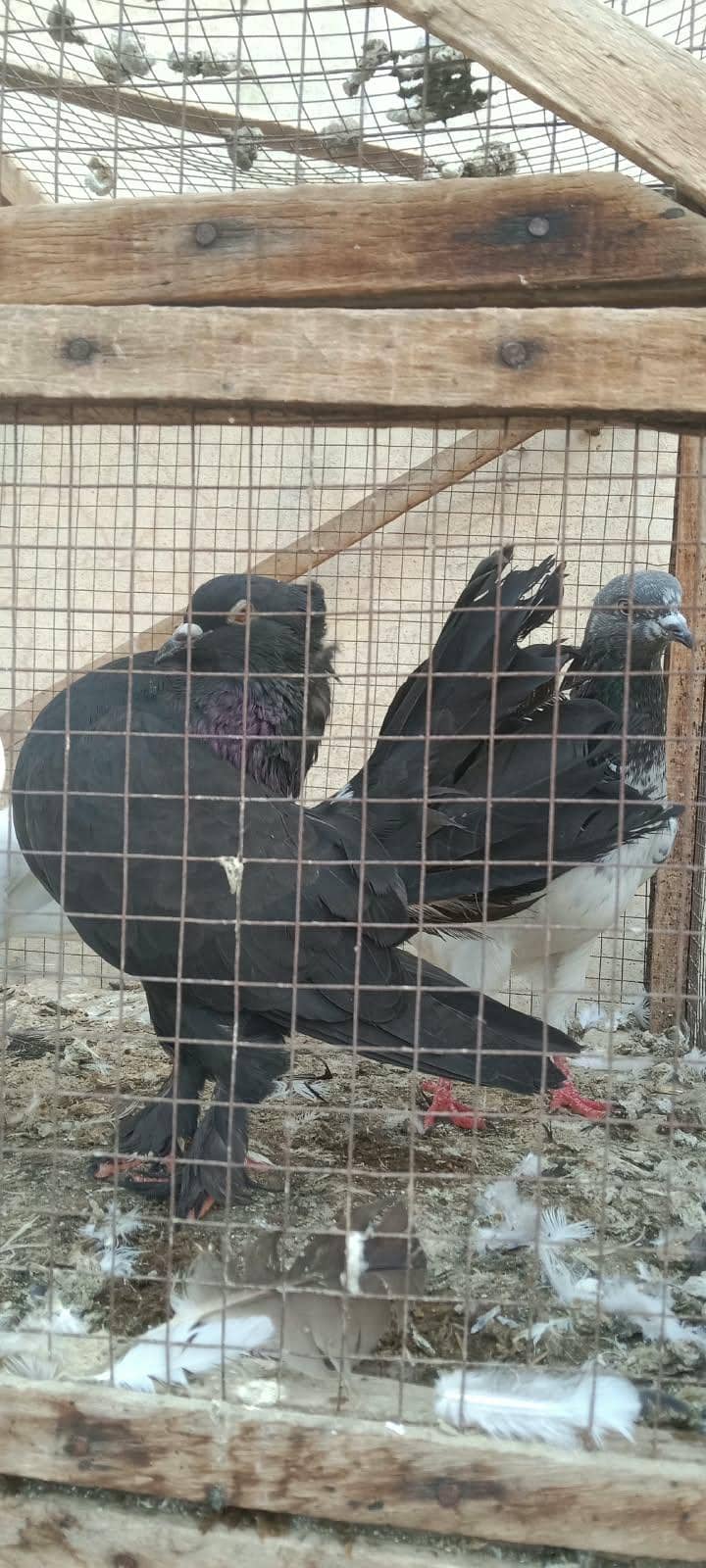 pigeons 4