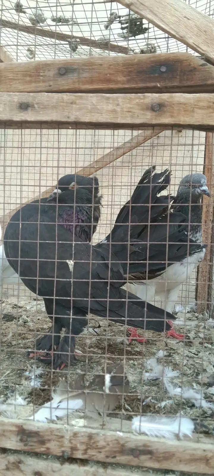pigeons — photo 5