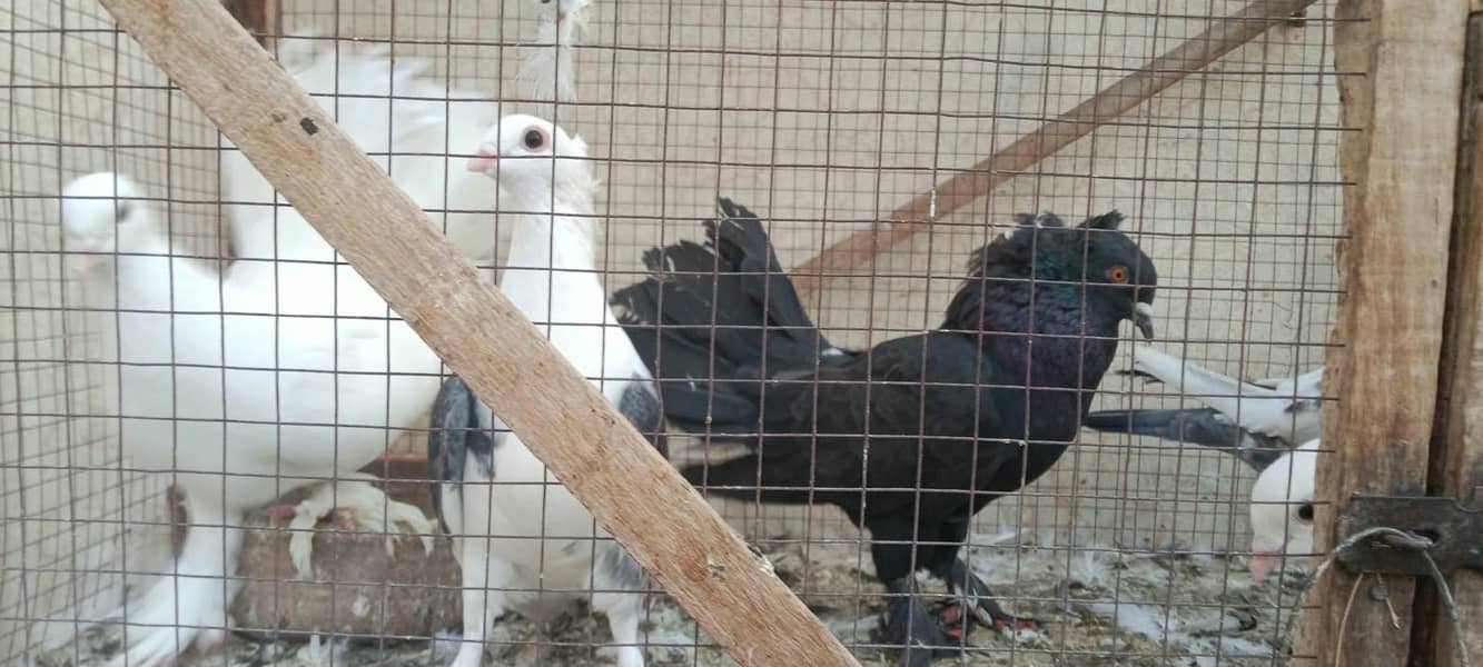pigeons 5