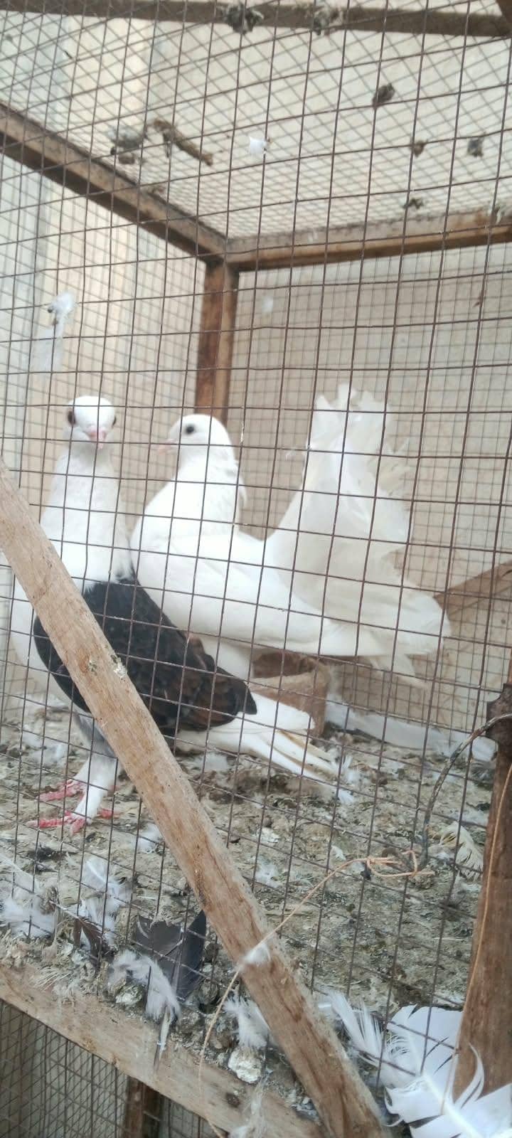 pigeons 6