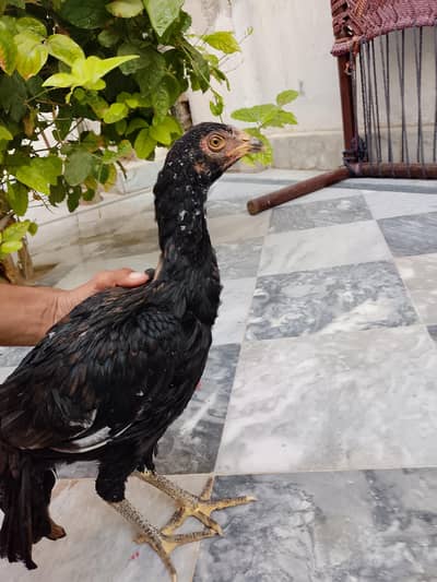 Ek Black Jori Phata ki Chini murgi or oska bacha Murgi brown