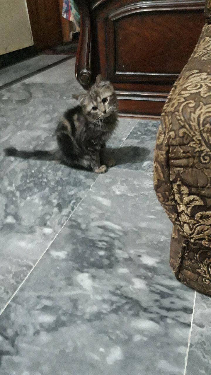active Persian cat 0