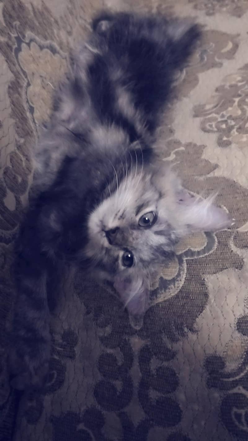 active Persian cat 3