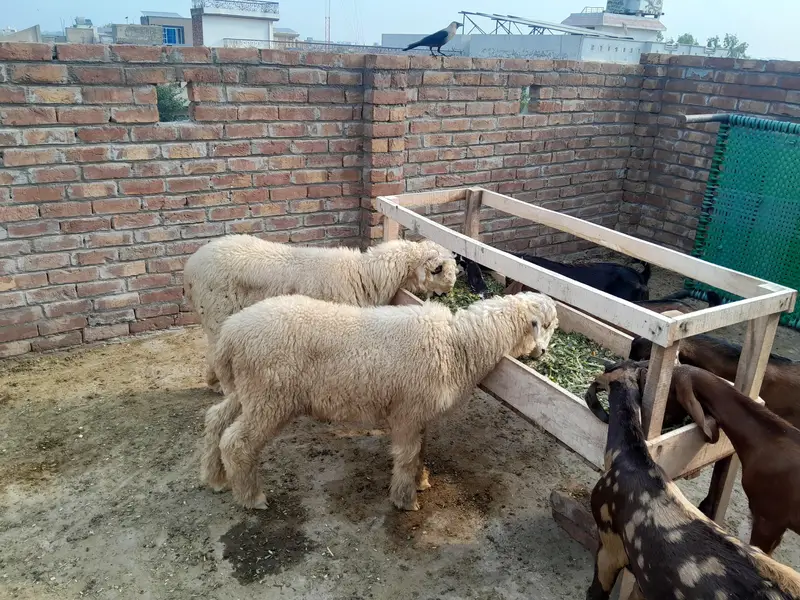 two males chhutray mundray avl — photo 4