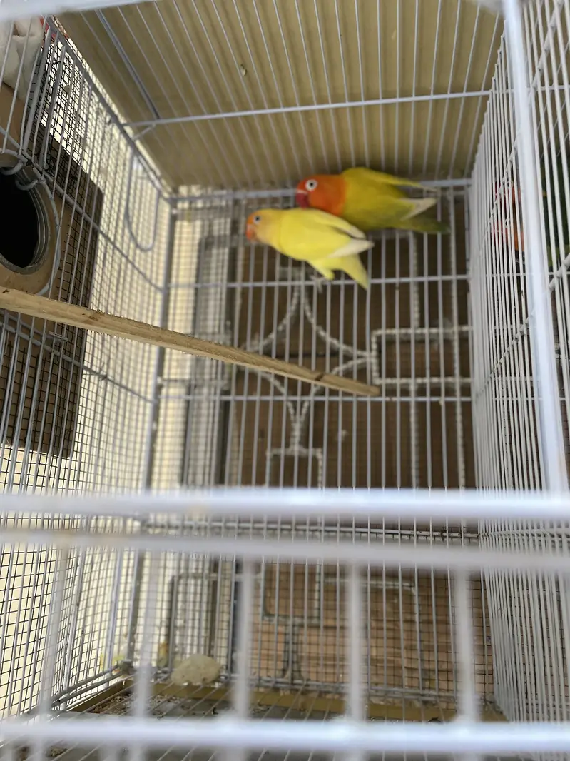 Setup for sell — photo 8