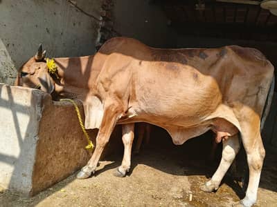 CHOLISTANI COW FOR SALE