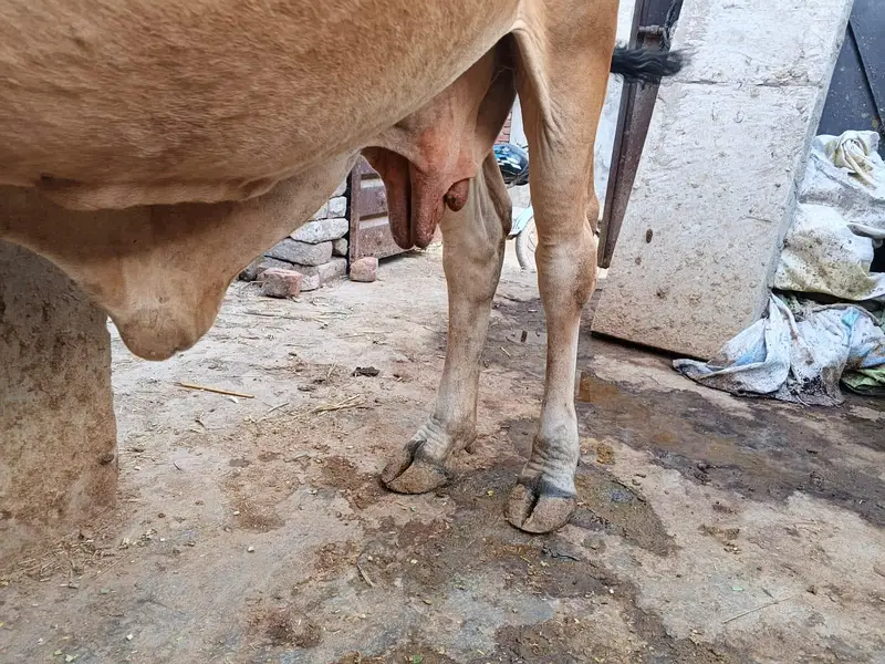 CHOLISTANI COW FOR SALE — photo 2