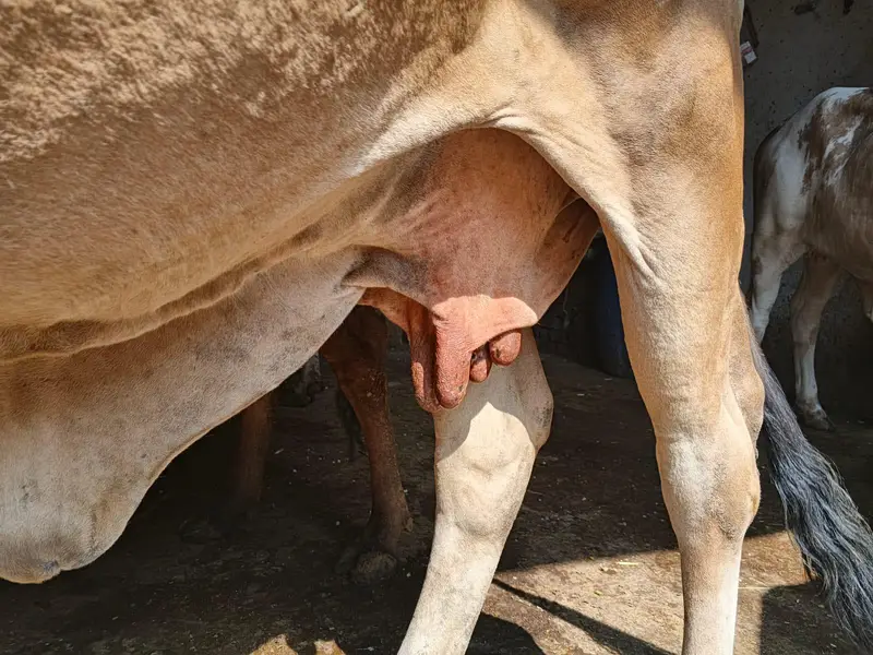 CHOLISTANI COW FOR SALE — photo 3