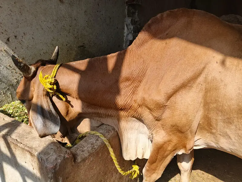 CHOLISTANI COW FOR SALE — photo 4