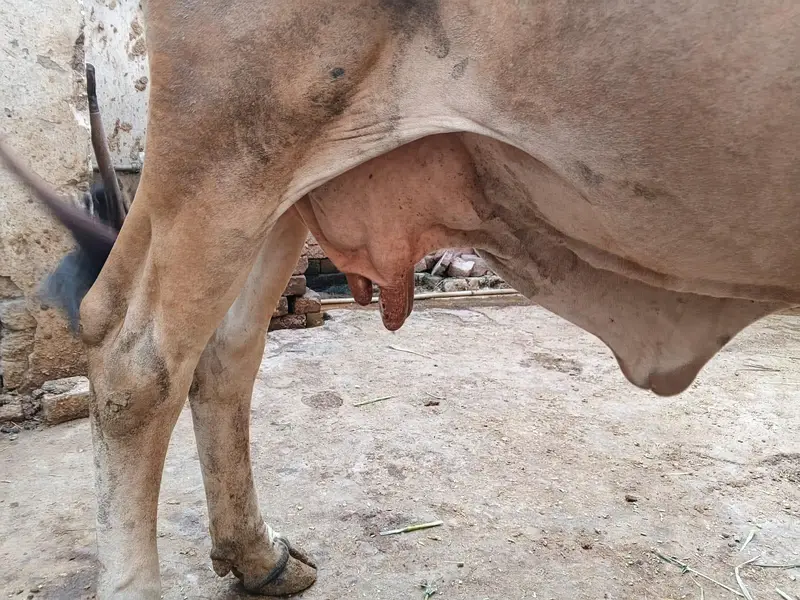 CHOLISTANI COW FOR SALE — photo 5