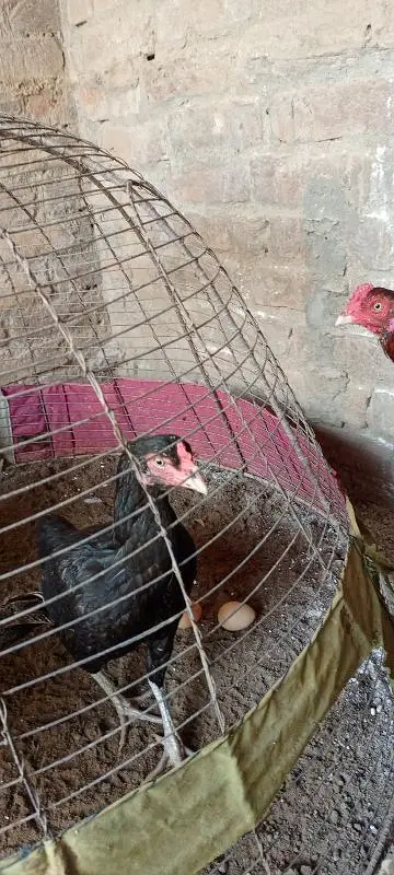 lany waly bhai hi rabta krry — photo 2