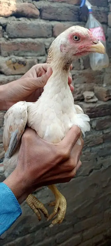 lany waly bhai hi rabta krry — photo 3