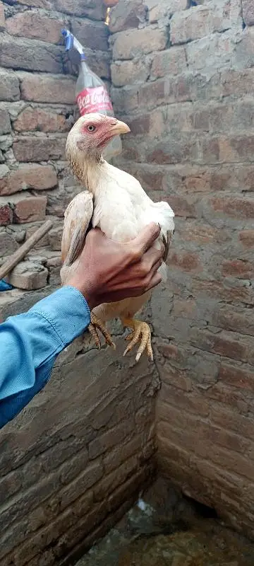 lany waly bhai hi rabta krry — photo 5
