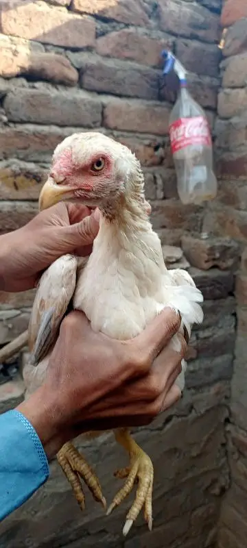 lany waly bhai hi rabta krry — photo 6