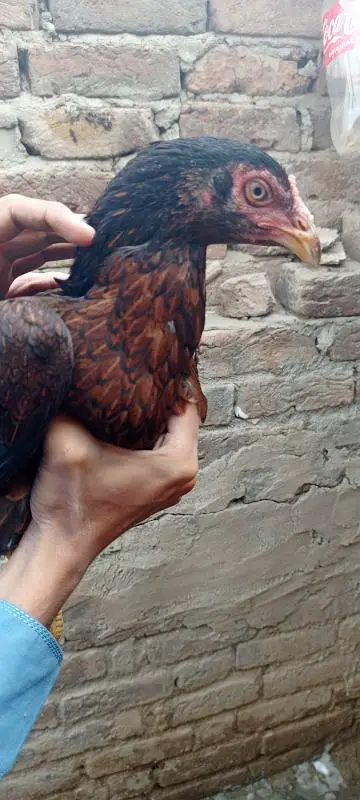 lany waly bhai hi rabta krry — photo 7