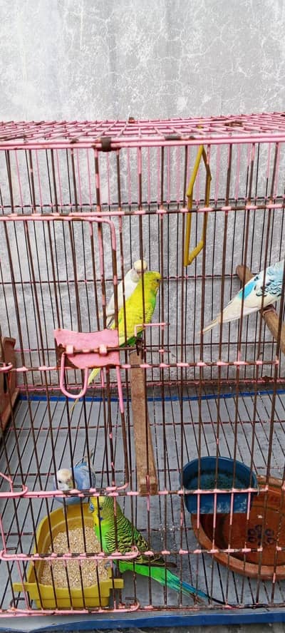 parrots for sale with cage