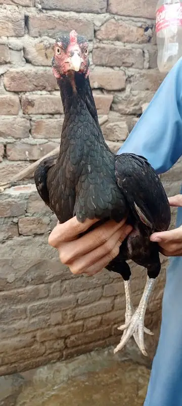 lany waly bhai hi rabta krry — photo 8