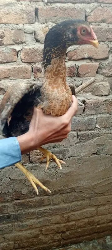 lany waly bhai hi rabta krry — photo 9
