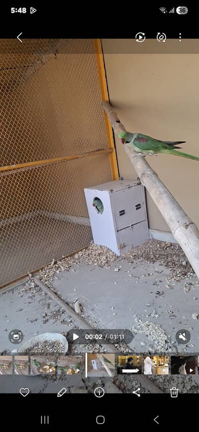 raw parrot pair vip. lagawa.